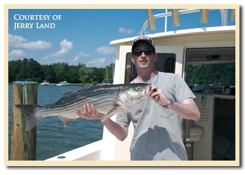 Chesapeake Bay Rockfish