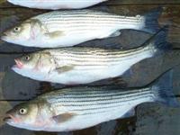 maryland fishing report