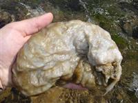 maryland didymo invasive algae