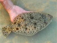 maryland 2010 flounder regulations