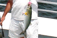 chesapeake bay bluefish fishing report