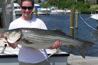 maryland rockfish
