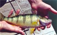 maryland yellow perch fishing report