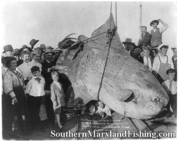 monster sunfish photo