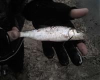 maryland winter creek chub