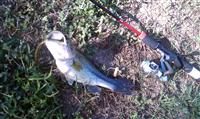calvert county largemouth bass