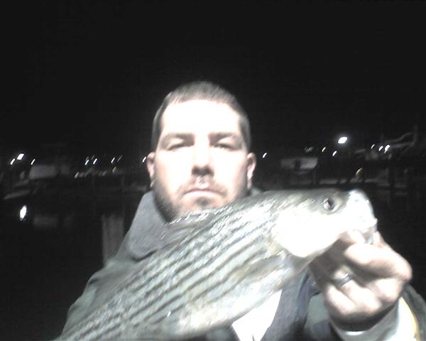 maryland striped bass fishing report