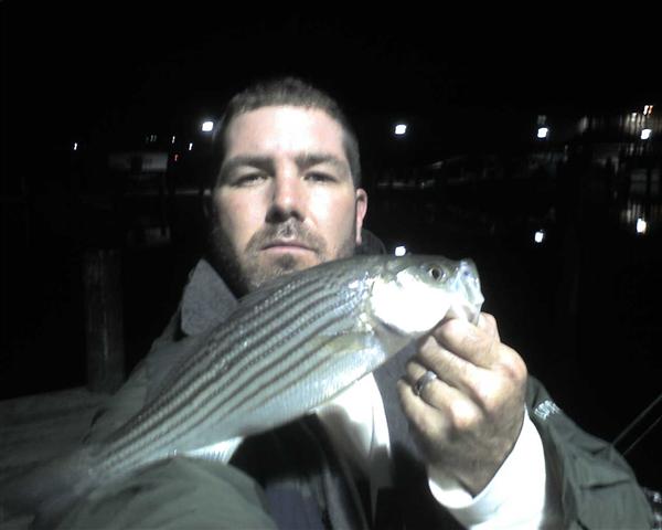 maryland fishing report rockfish