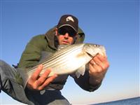 maryland jetty rockfish striper striped bass