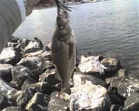 maryland white perch south river