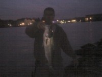 chesapeake bay rockfish striped bass striper fishing