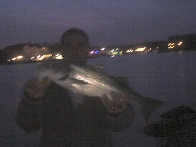 chesapeake bay rockfish