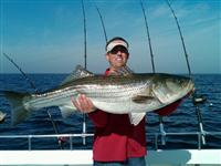 chesapeake bay striped bass