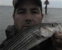 chesapeake bay fishing report