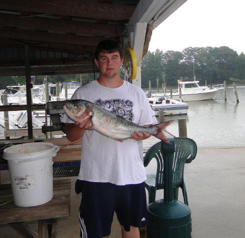 buzzs marina bluefish photo maryland chesapeake bay