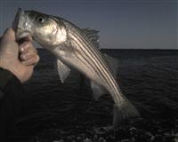 calvert beach jetty fishing report