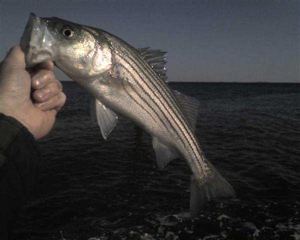 maryland rockfish fishing report