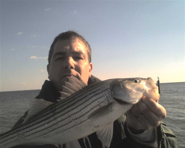 calvert county rockfish striped bass report