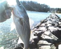 jetty fishing
