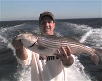 chesapeake bay maryland striped bass fishing report