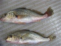 maryland chesapeake bay croaker fishing report