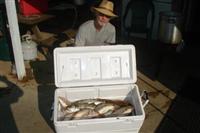 chesapeake bay fishing report croaker