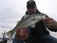 maryland striped bass