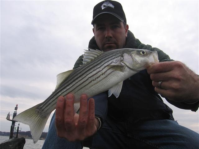 maryland rockfish jetty fishing report