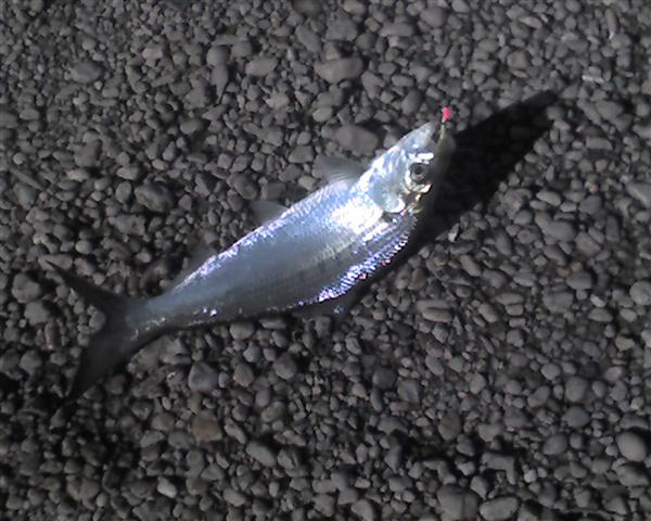 maryland shad anacostia river bladensburg park