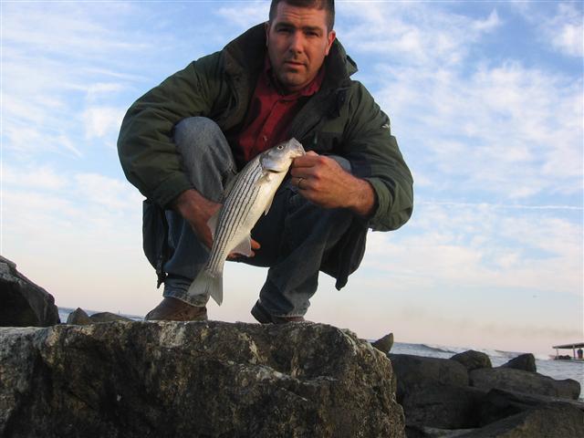 maryland striped bass fishing report