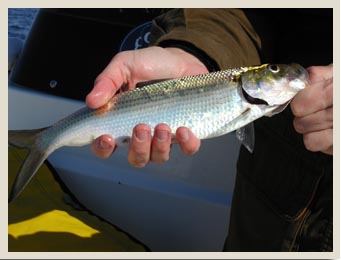 maryland hickory shad