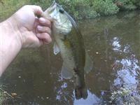 hutchins pond largemouth