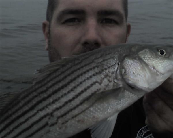 striped bass fishing report photos