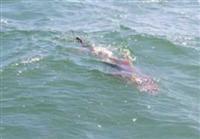 chesapeake bay cobia