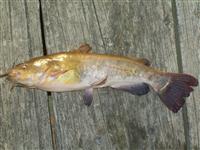 maryland catfish report