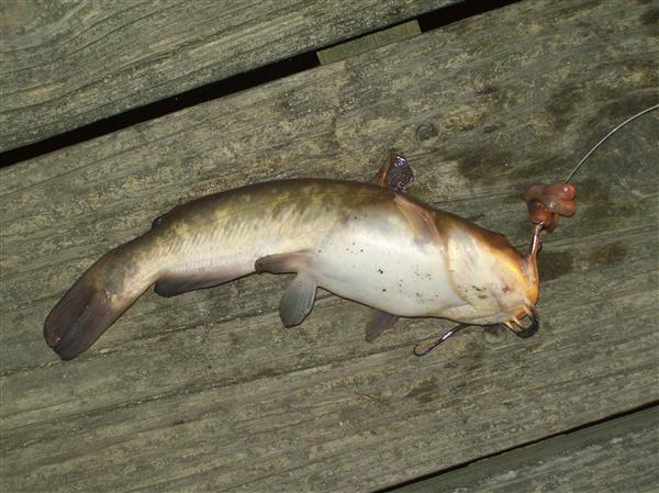 patuxent river catfish