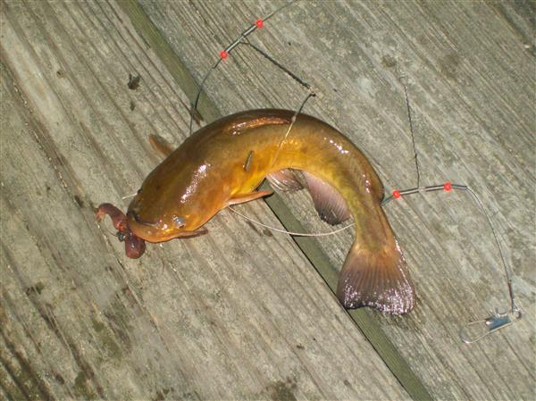maryland catfish report