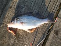 maryland white perch report