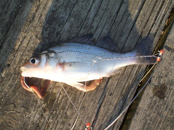 maryland patuxent river white perch