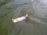 maryland trout fishing report