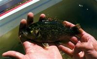 red eye rock bass maryland state record
