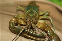 rusty crayfish maryland ban