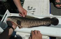 maryland snakehead