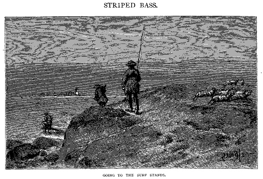 striped bass fishing