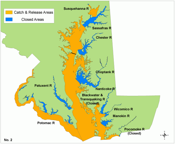 chesapeake bay rockfish catch release map